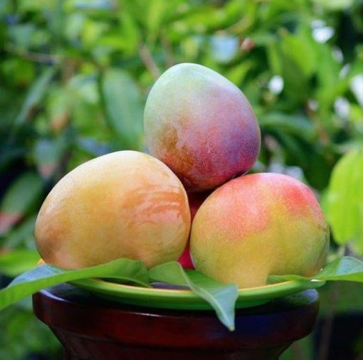 bibit tanaman buah mangga agrimania Sulawesi Selatan