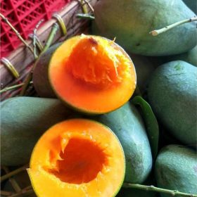 bibit tanaman buah mangga alpukat Sumatra Barat