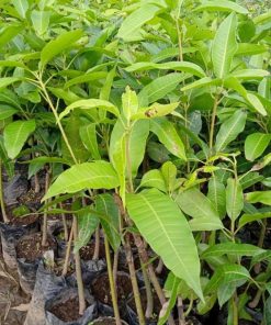bibit tanaman buah mangga alpukat variates unggul bonus salam Palangkaraya