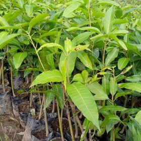 bibit tanaman buah mangga alpukat variates unggul bonus salam Palangkaraya