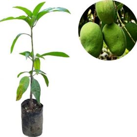 bibit tanaman buah mangga aromanis harumanis harum manis bisa Serang