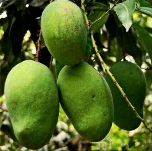 bibit tanaman buah mangga aromanis harumanis harum manis khanza Palopo