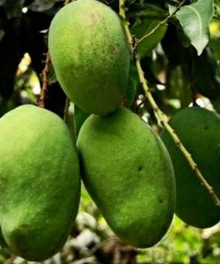 bibit tanaman buah mangga aromanis harumanis harum manis khanza Tarakan