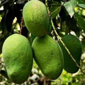 bibit tanaman buah mangga aromanis harumanis harum manis khanza Tarakan