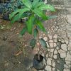 bibit tanaman buah mangga kelapa 60cm Maluku