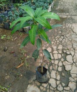 bibit tanaman buah mangga kelapa 60cm Maluku