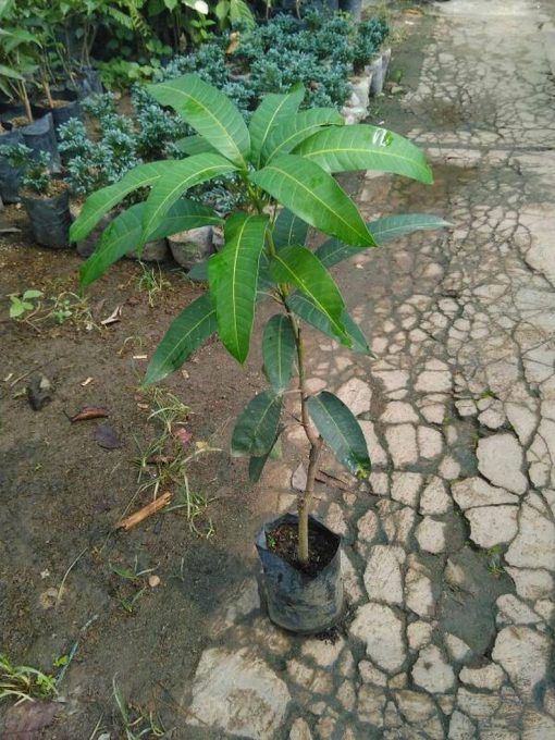 bibit tanaman buah mangga kelapa 60cm Maluku