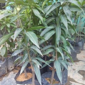 bibit tanaman buah mangga kelapa Jawa Barat