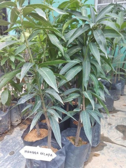 bibit tanaman buah mangga kelapa Jawa Barat