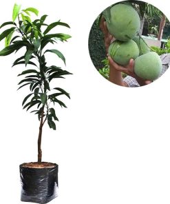 bibit tanaman buah mangga kelapa Jayapura