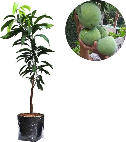 bibit tanaman buah mangga kelapa Jayapura