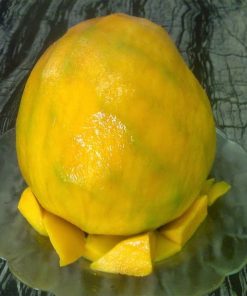 bibit tanaman buah mangga kelapa jumbo Kalimantan Timur
