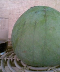 bibit tanaman buah mangga kelapa Nusa Tenggara Barat