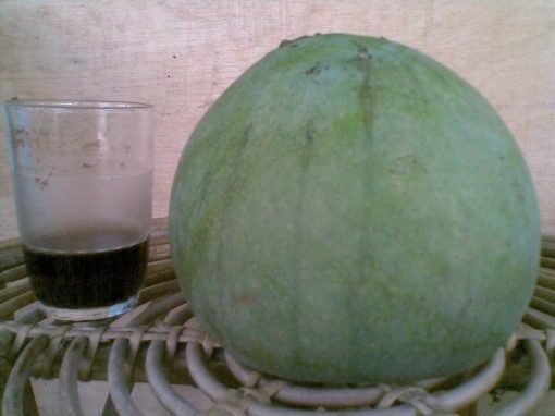 bibit tanaman buah mangga kelapa Nusa Tenggara Barat