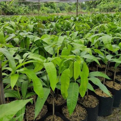 bibit tanaman buah mangga mahatir hasil okulasi Balikpapan