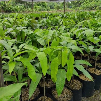 bibit tanaman buah mangga mahatir hasil okulasi Cilegon
