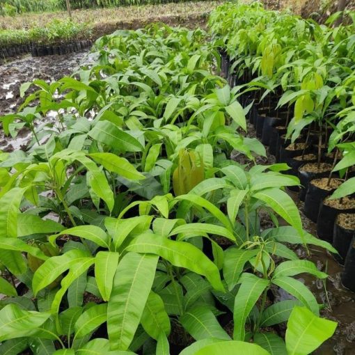 bibit tanaman buah mangga mahatir hasil okulasi Kalimantan Timur