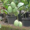 bibit tanaman buah mangga manalagi Kotamobagu