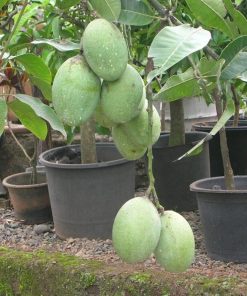 bibit tanaman buah mangga manalagi Kotamobagu