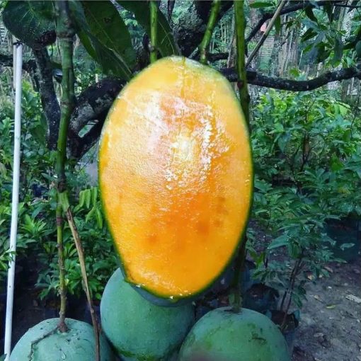 bibit tanaman buah mangga manalagi super Sumatra Utara