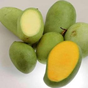 bibit tanaman buah mangga manalagi Tangerang