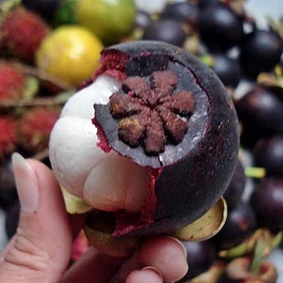 Gambar Produk bibit tanaman buah manggis Dumai