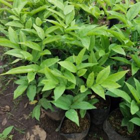 bibit tanaman buah manggis jepang Jawa Barat