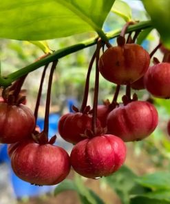 bibit tanaman buah manggis jepang Padang