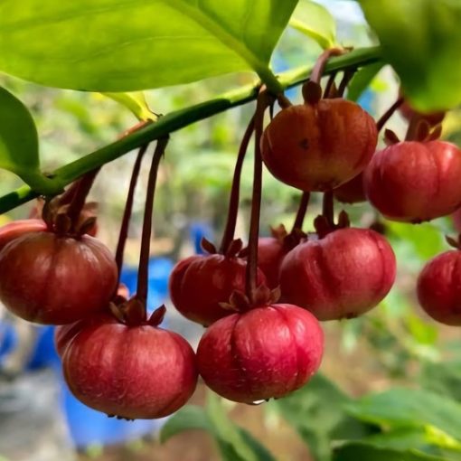 bibit tanaman buah manggis jepang Pasuruan