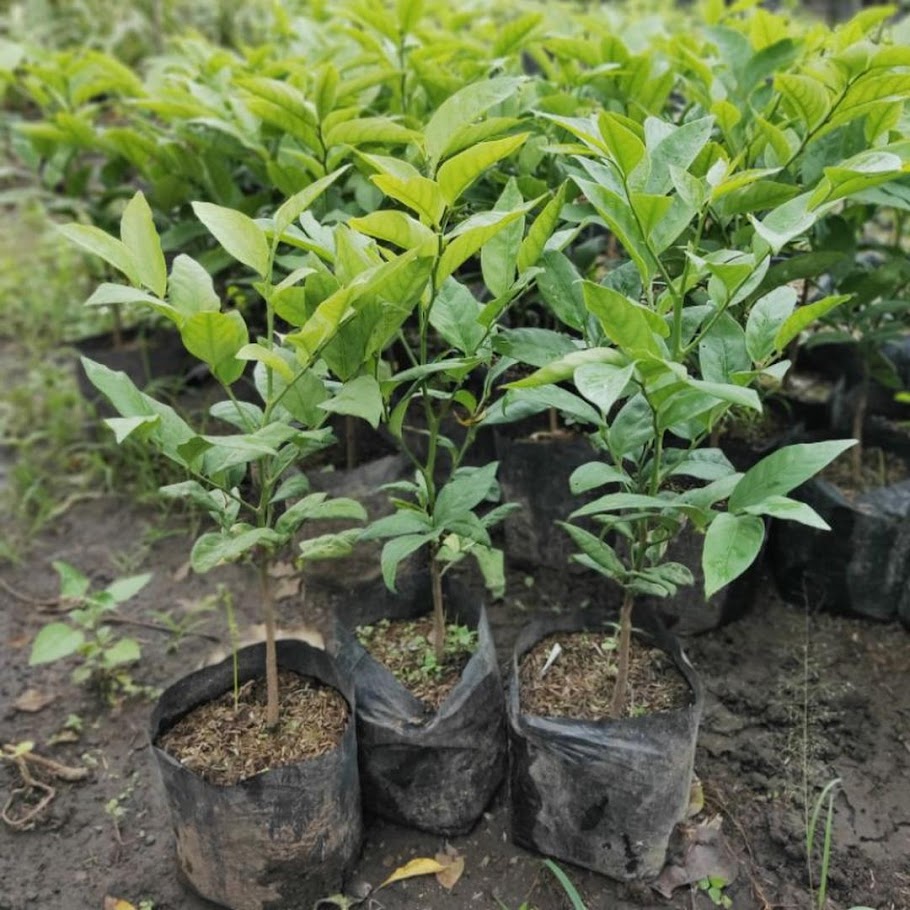 Gambar Produk bibit tanaman buah manggis jepang Surabaya