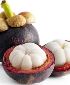 bibit tanaman buah manggis jumbo Jawa Tengah