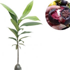 bibit tanaman buah manggis Sumatra Selatan