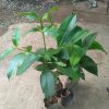 bibit tanaman buah manggis super Jakarta