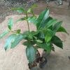 bibit tanaman buah manggis super Maluku Utara