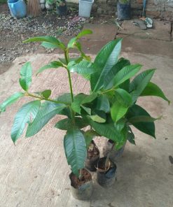 bibit tanaman buah manggis super Maluku Utara