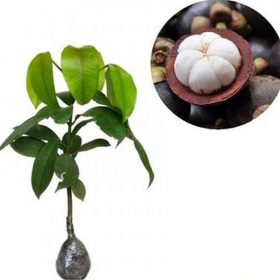 bibit tanaman buah manggis super Padang Sidempuan