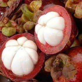 bibit tanaman buah manggis Tidore Kepulauan