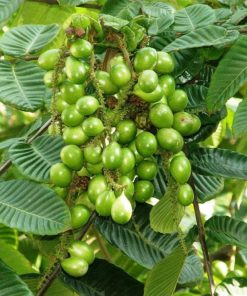 bibit tanaman buah matoa island lychee Probolinggo
