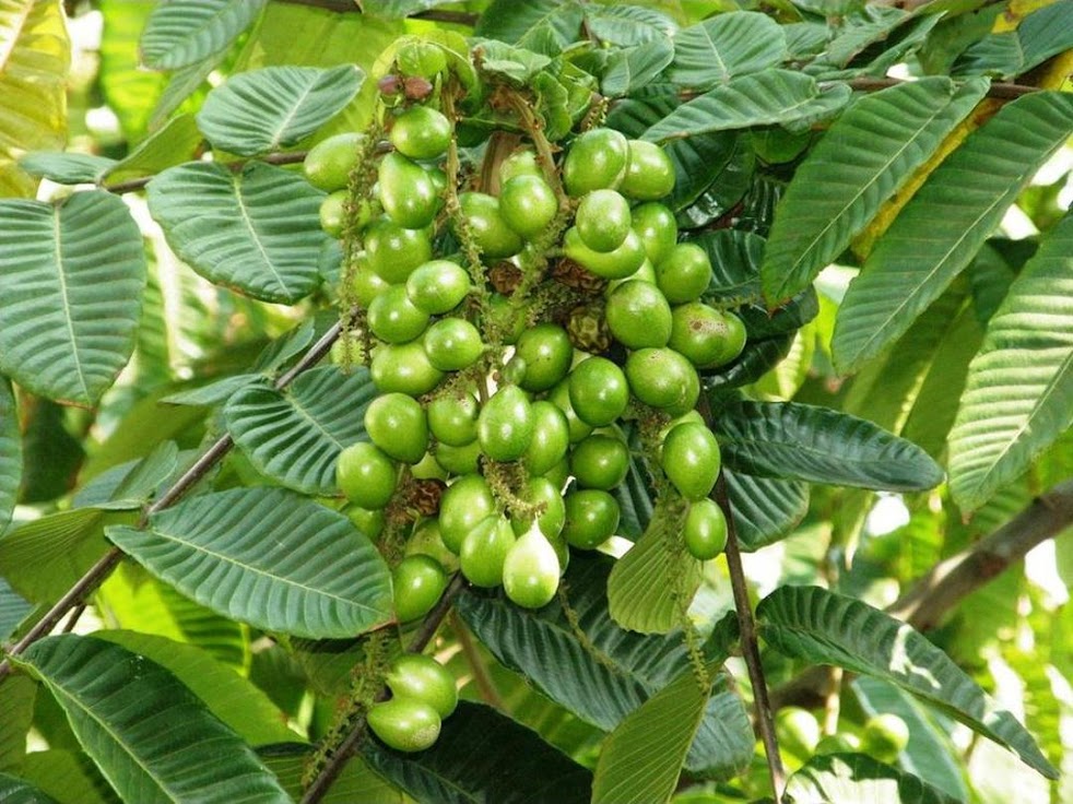 Gambar Produk bibit tanaman buah matoa island lychee Probolinggo