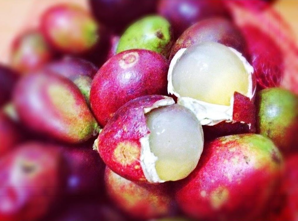 Gambar Produk bibit tanaman buah matoa island lychee Solok