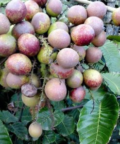 bibit tanaman buah matoa island lychee Sungai Penuh