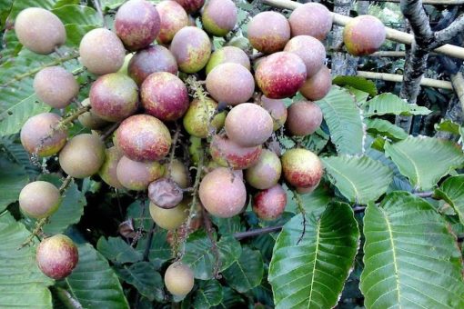 bibit tanaman buah matoa island lychee Sungai Penuh