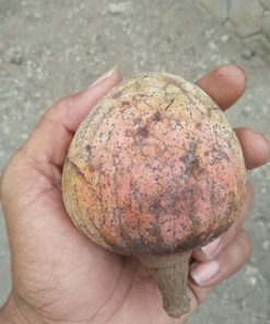 bibit tanaman buah mulwo Bogor