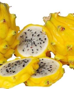 bibit tanaman buah naga kuning 40cm Magelang