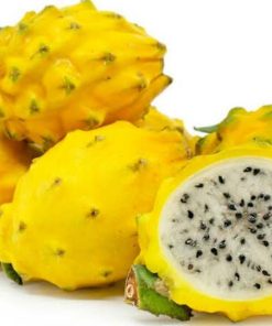 bibit tanaman buah naga kuning Jawa Timur