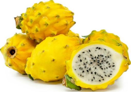 bibit tanaman buah naga kuning Jawa Timur