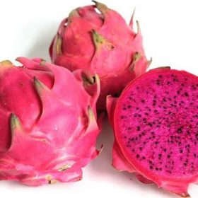 bibit tanaman buah naga merah Probolinggo