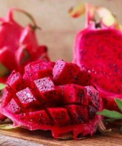 bibit tanaman buah naga merah Sulawesi Selatan