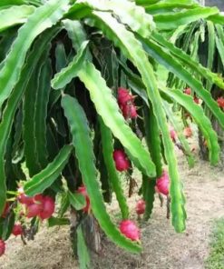 bibit tanaman buah naga merah Sumatra Utara