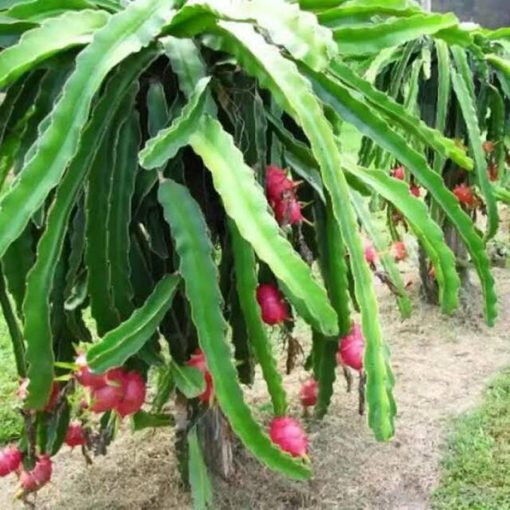 bibit tanaman buah naga merah Sumatra Utara